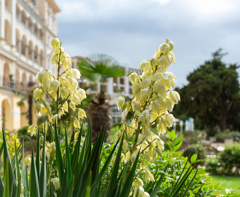 Blühende Pflanzen mit gelben Blüten im Vordergrund, umgeben von üppigem Grün. Im Hintergrund ist ein elegantes Gebäude mit Balkonen und Palmen zu sehen, unter einem bewölkten Himmel.