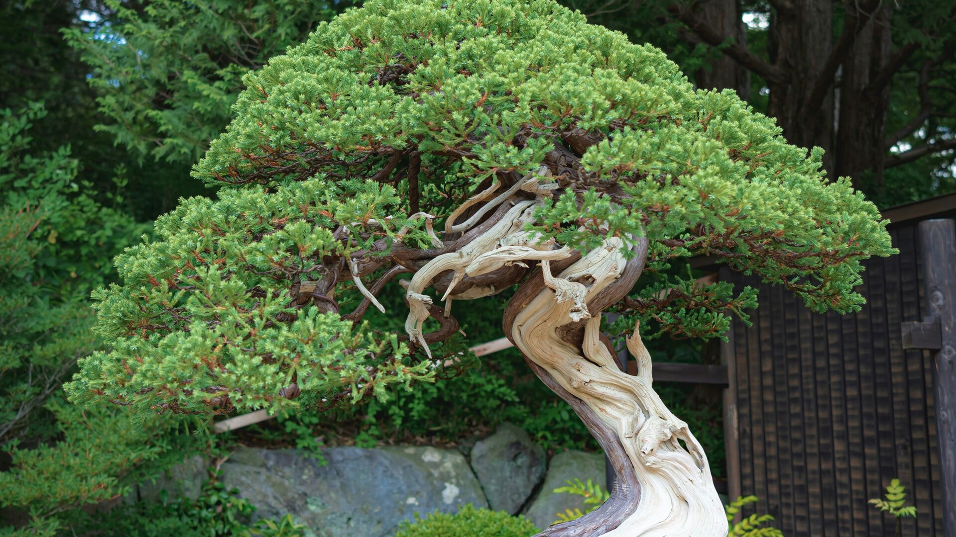 Ein kunstvoll geformter Bonsai-Baum mit üppigem, grünem Laub und einer geschwungenen, hellen Stammstruktur. Im Hintergrund sind natürliche Steine und eine Holzwand zu sehen, die eine ruhige, harmonische Atmosphäre schaffen.
