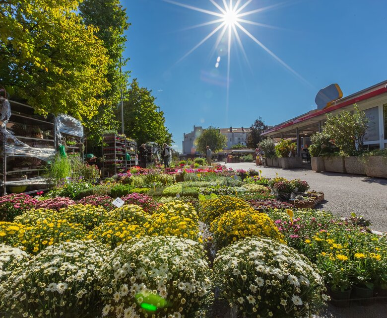 Bunte Blumenbeete mit verschiedenen Pflanzenarten in einem Gartenmarkt, umgeben von Bäumen und einem klaren blauen Himmel. Die Sonne strahlt hell und sorgt für eine freundliche Atmosphäre.