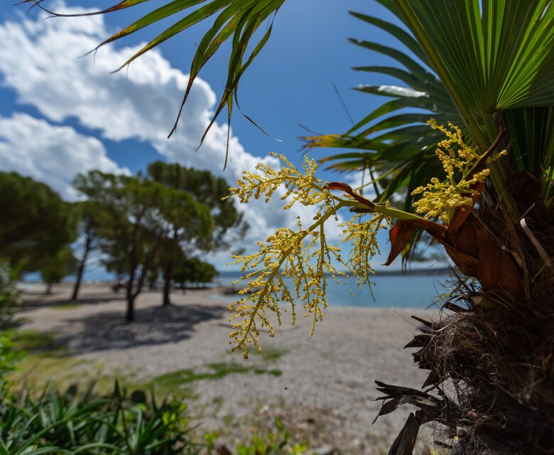Ein Blick auf einen Strand mit feinem Kies, umgeben von grünen Bäumen und einer klaren blauen See. Im Vordergrund blüht eine Palme mit gelben Blüten, die die tropische Atmosphäre unterstreichen. Heller Himmel mit einigen Wolken.
