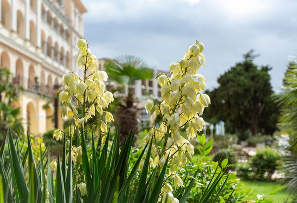 Blühende Pflanzen mit gelben Blüten im Vordergrund, umgeben von üppigem Grün. Im Hintergrund ist ein elegantes Hotelgebäude und weitere Bäume sichtbar, was eine entspannte, tropische Atmosphäre schafft.
