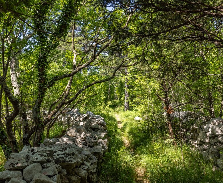Ein schmaler Pfad führt durch einen dichten Wald, umgeben von hohen Bäumen und üppigem Grün. Auf beiden Seiten des Weges sind alte Steinmauern sichtbar, die den natürlichen Charme der Umgebung unterstreichen.